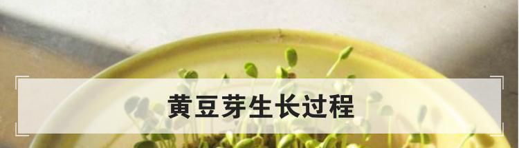黄豆芽生长过程