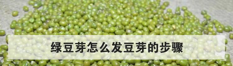 绿豆芽怎么发豆芽的步骤