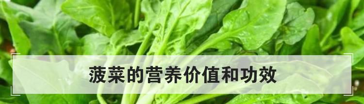 菠菜的营养价值和功效