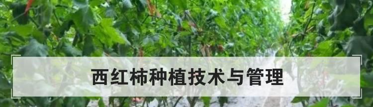 西红柿种植技术与管理