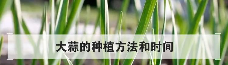 大蒜的种植方法和时间