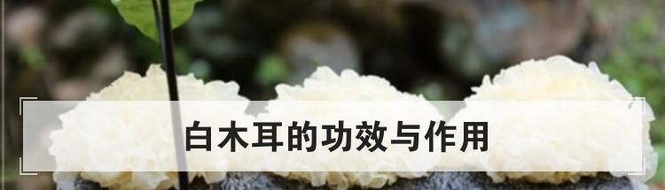 白木耳的功效与作用