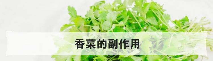 香菜的副作用
