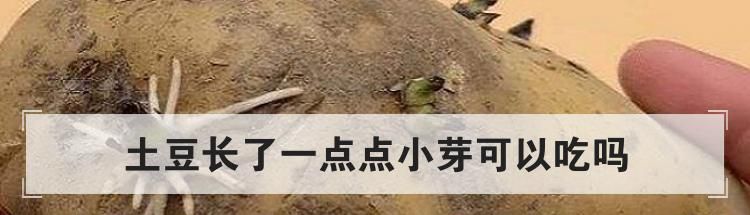 土豆长了一点点小芽可以吃吗