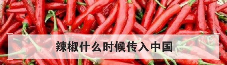 辣椒什么时候传入中国