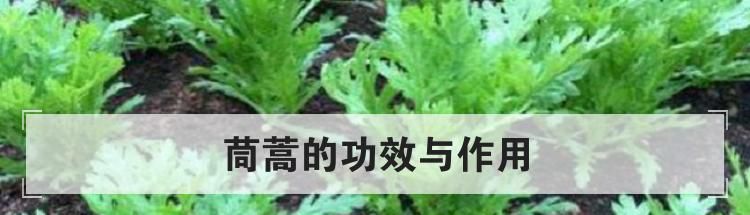 茼蒿的功效与作用