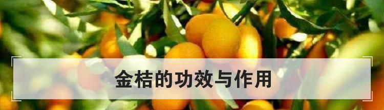 金桔的功效与作用