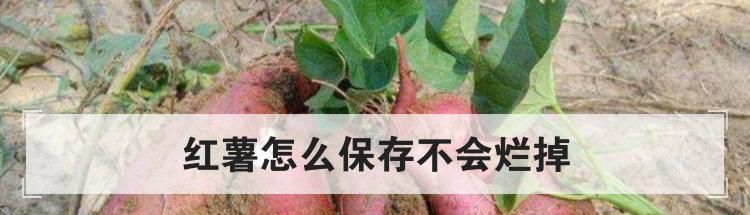 红薯怎么保存不会烂掉