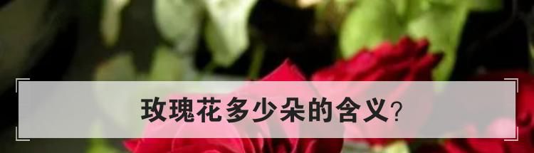 玫瑰花多少朵的含义？