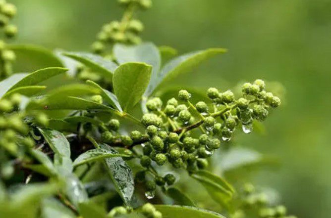 从哪几方面去辨别花椒和藤椒的区别？