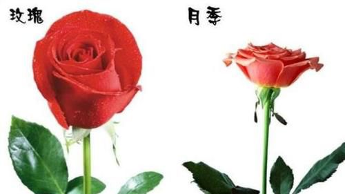怎样区分月季和玫瑰？