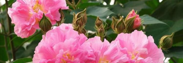 成都市花是什么？