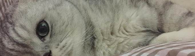 猫为啥早上特别黏人？