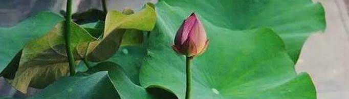 最旺家的六种花草是什么？