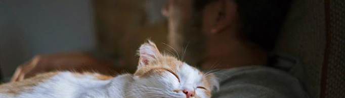 猫每天早晨蹭你的原因是什么？