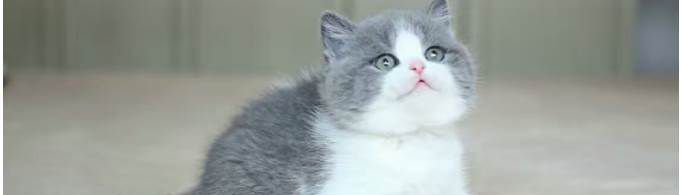 世界上十大最漂亮的猫品种有哪些？