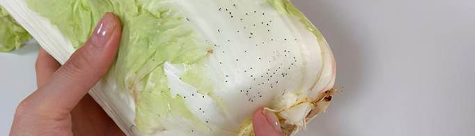 长黑点的大白菜能吃吗？