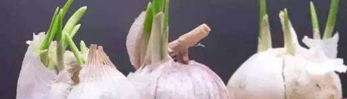 蒜头发芽还能吃吗？