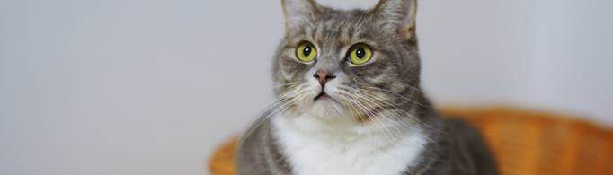 把猫送人了猫会伤心吗？