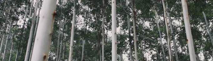 蓝桉已遇释槐鸟什么意思？
