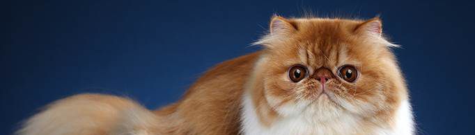 世界上品种最好的猫是什么？