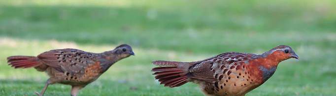 用什么工具抓竹鸡最好？