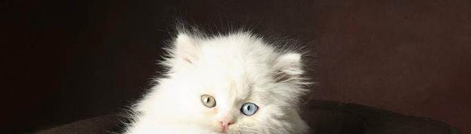 十大名贵猫是什么？