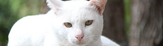 对着猫的脸吹气的危害是什么？