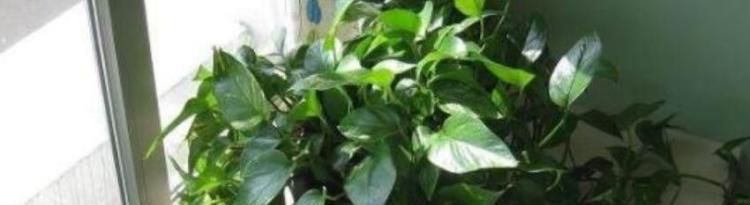 什么植物除甲醛好