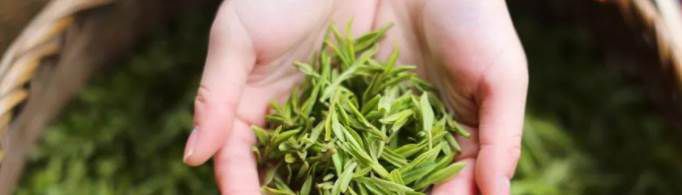 中国四大名茶是哪四种？