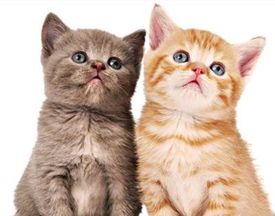 被猫抓了一下轻微破皮要打针吗？