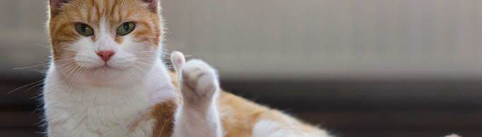 猫猫可以吃的水果排名是什么？