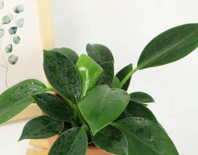 可以称为“辟邪王”的植物是什么？