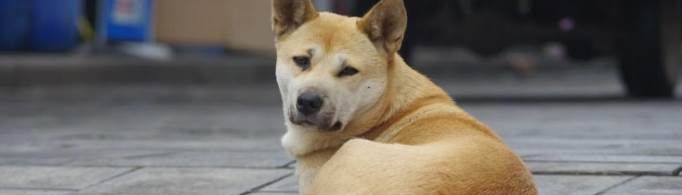 最认主人的狗排名是怎样的？