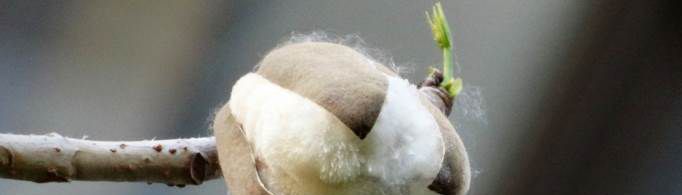木棉飘出花絮是真的吗？