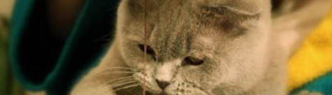 猫咪是如何向你道歉？