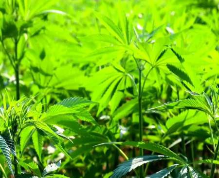 合成大麻素类物质是第几代毒品？