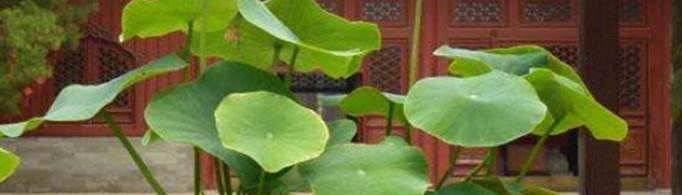 大缸种植什么植物最好？