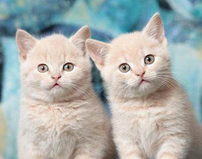 猫知道自己被扔了吗？