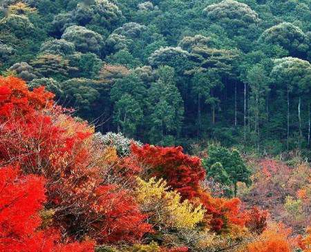 香山红叶最佳观赏时间是什么时间？