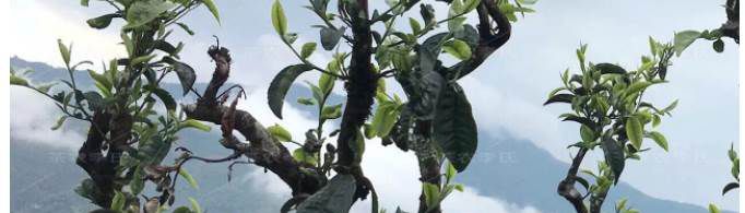 冰岛古树茶多少钱一斤？