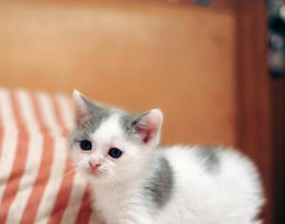 猫瘟会传染人吗？