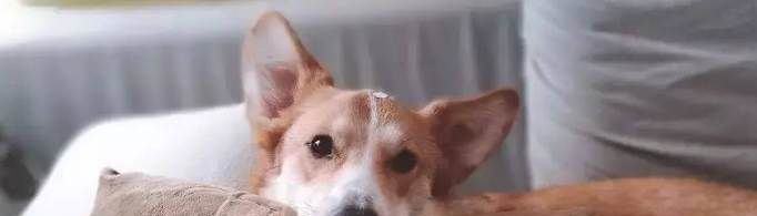 狗死后为什么不能碰？