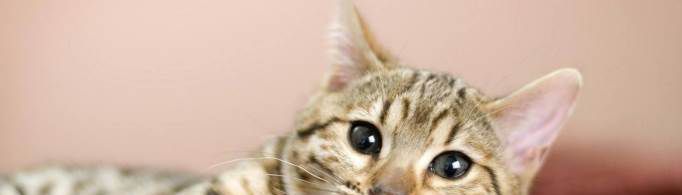 怎样确认猫咪已经认主了？