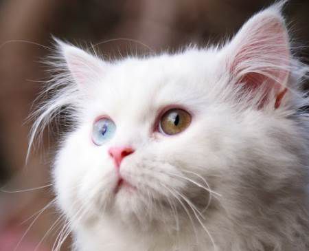 哪种颜色皮毛的猫大多是聋子？