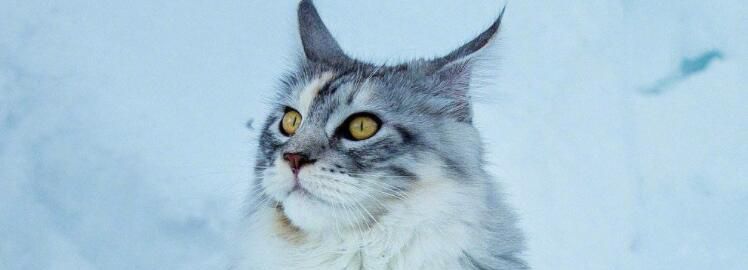 世界上最大的猫