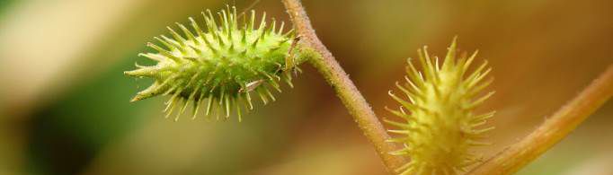 植物妈妈有哪些植物传播种子的方法？