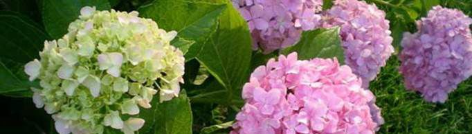 绣球花的花语是什么？