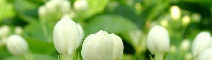 茉莉花花语是什么？