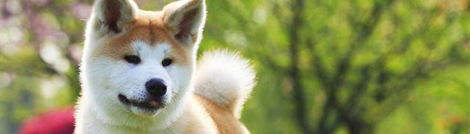 秋田犬为什么禁养？